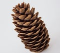 dry open Pine cone macro isolated on white background Royalty Free Stock Photo