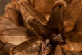 Pine cone macro photo as background Royalty Free Stock Photo