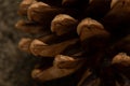 Pine cone macro photo as background Royalty Free Stock Photo