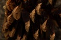 Pine cone macro photo as background Royalty Free Stock Photo