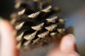 Pine cone. Macro photo. Royalty Free Stock Photo