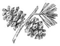 Pine Cone of Mexican Pinyon vintage illustration