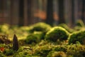 Pine cone on the mossy ground in a sunny forest - background Royalty Free Stock Photo