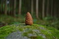 Pine Cone on Mossy Rock Royalty Free Stock Photo