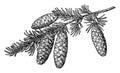 Pine Cone of Mountain Hemlock vintage illustration