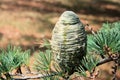 Pine cone in national park Brioni, Croatia Royalty Free Stock Photo