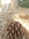 Pine cone nature Royalty Free Stock Photo