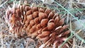 Pine Cone Royalty Free Stock Photo