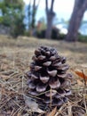 Pine cone nature Summer Royalty Free Stock Photo