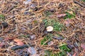 Pine cone near the mushroom in the forest.