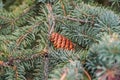 Pine cone nestled in pine branches