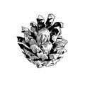 A pine cone. Open pine cone - single-color