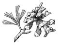 Pine Cone of a Parry Pinyon vintage illustration