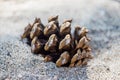 A pine cone is partially buried in the sand. Royalty Free Stock Photo