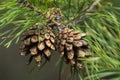 Pine cone on a pine branch