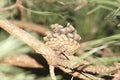 Pine cone pine on the Christmas tree