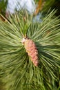 Pine cone Royalty Free Stock Photo