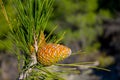 Pine cone on a pine tree in the forest Royalty Free Stock Photo