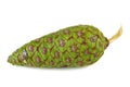 Pine cone of pinus cembra isolated on a white Royalty Free Stock Photo