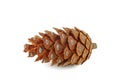 Pine cone of pinus cembra isolated on a white Royalty Free Stock Photo