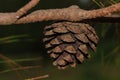 Pine cone