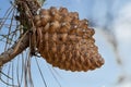 Pine cone of a Pinus radiata, the Monterey pine, insignis or radiata pine, is a species native to the Central Coast of California