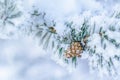 Pine cone after raining snow Royalty Free Stock Photo