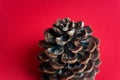 Pine cone on red background