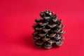 Pine cone on red background