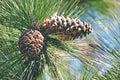 PINE CONE WITH RESIN AND LONG GREEN NEEDLES