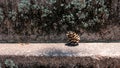 Pine cone on the rock Royalty Free Stock Photo