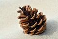 Pine cone on the sand Royalty Free Stock Photo