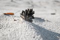 Pine cone on sand Royalty Free Stock Photo