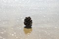 Pine cone on the sandy beach near the water.Concept of relaxation, meditation, naturalness, ecological, religiosity Royalty Free Stock Photo