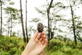 Pine cone seed hold in hand at the rain forest with blur pine tree background landscape