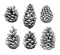 Pine cone set. Botanical hand drawn vector illustration. Isolate Royalty Free Stock Photo