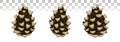 Pine cone set. Botanical vector illustration. Isolated pinecone Royalty Free Stock Photo