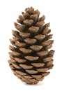 Pine cone Royalty Free Stock Photo