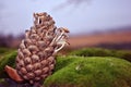Pine cone with small white mushrooms growing through it, on green moss surface, close up detail, soft blurry landscape Royalty Free Stock Photo