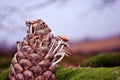 Pine cone with small white mushrooms growing through it, on green moss surface, close up detail, soft blurry landscape Royalty Free Stock Photo