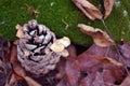 Pine cone with small white mushrooms growing in it on green moss surface with dry rotten leaves, close up detail Royalty Free Stock Photo