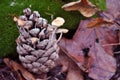 Pine cone with small white mushrooms growing in it on green moss surface with dry rotten leaves, close up detail Royalty Free Stock Photo