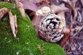 Pine cone with small white mushrooms growing in it on green moss surface with dry rotten leaves, close up detail Royalty Free Stock Photo