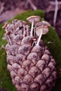 Pine cone with small white mushrooms growing in it on green moss surface, side view close up detail Royalty Free Stock Photo