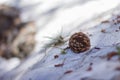 Pine cone in the snow - Sequoia NP, CA