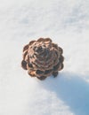 Pine cone in the snow Royalty Free Stock Photo