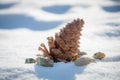 Pine cone in the snow Royalty Free Stock Photo