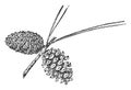 Pine Cone of Spruce Pine vintage illustration