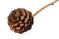 Pine cone on stem Royalty Free Stock Photo