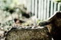 Pine cone between stone slabs on unfocused background